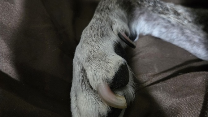 If you saw a dog with nails this long, would you assume they're being neglected?