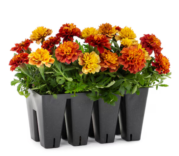 Guys, Do men like getting flowers?