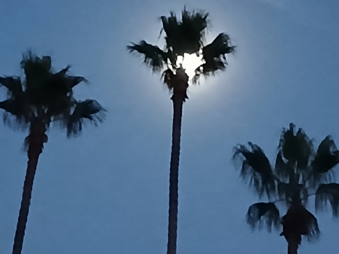 Loving the moon in November from my backyard.