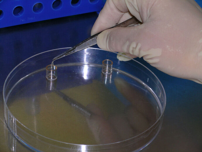 Picture of Cloning by Paphrag at the English Wikipedia