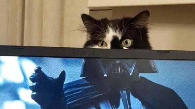 What would YOU do if you accidentally offended Darth Kitty?