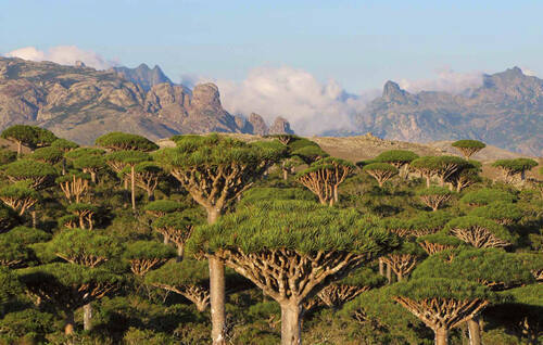 Would you like to see Socotra become an emirate of the UAE?