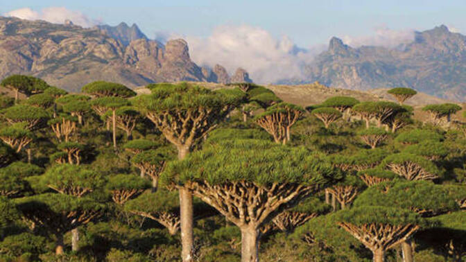 Would you like to see Socotra become an emirate of the UAE?
