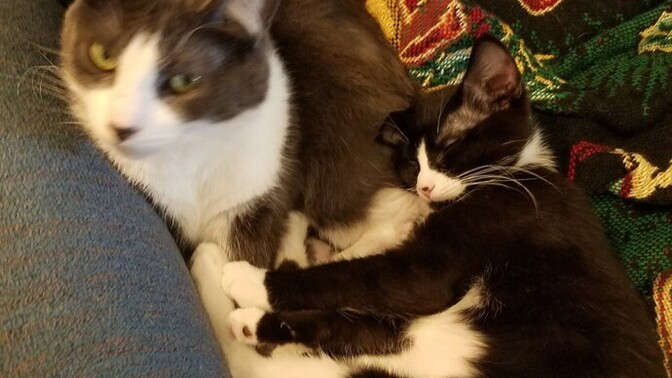 People of GAG, If you were dating someone, planning on them to move in, what would you do if they told you to get rid of your cat or dog?