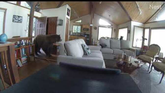 Would it be scarier to find a spider or a bear in your house?