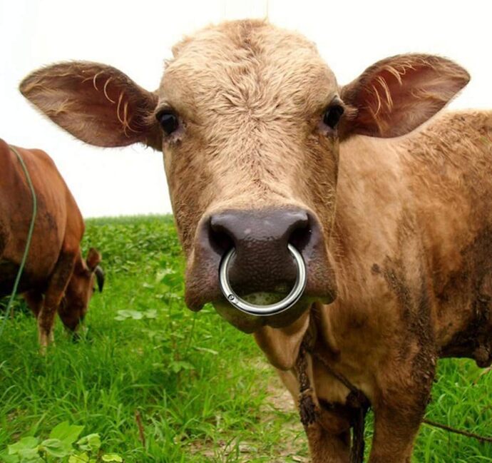 How do you feel about septum nose rings?