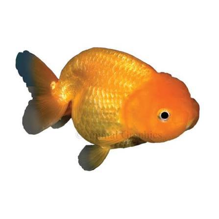 What is the name of your fish?