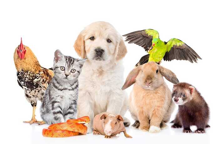 Would you buy your child a pet if they ever asked for one?
