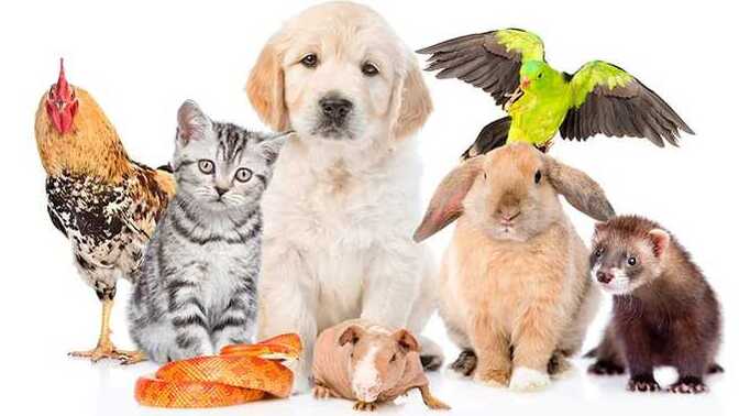Would you buy your child a pet if they ever asked for one?