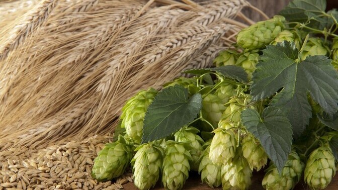 Do you prefer hoppy or malty beers?