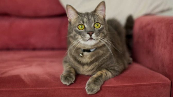 I adopted this cat, what should its name be?