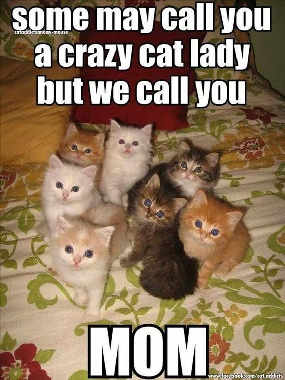 What is the probability of becoming a crazy, old cat lady?