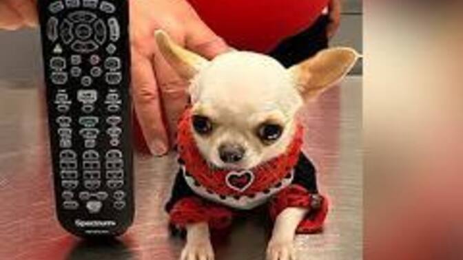 Do you have an off the wall goal in your lifetime? Please tell us if your not to shy? How about a world record?