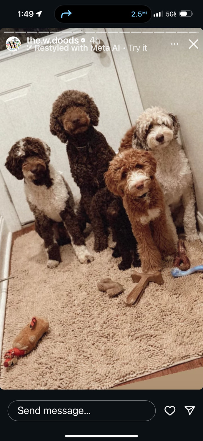 Golden doodle or poodle?