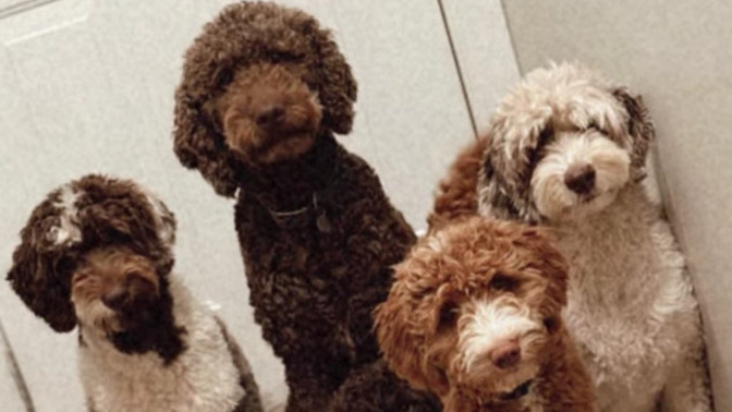 Golden doodle or poodle?