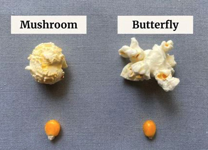 What’s your favorite type of popcorn?