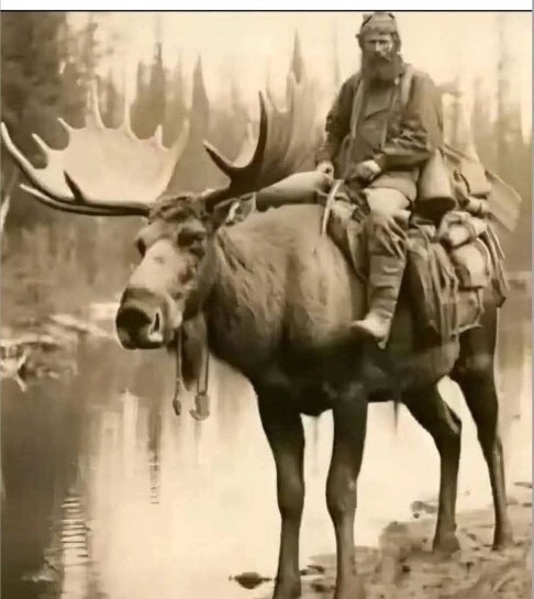 Why dont Canadians ride moose anymore?