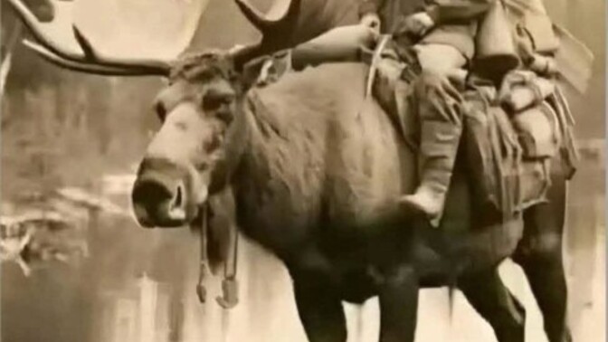 Why don't Canadians ride moose anymore?