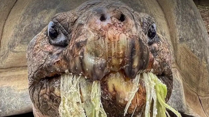 Gramma the Galapagos tortoise has passed away at age 141. Would you like to say your condolences?