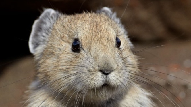 Do you love Pikas?