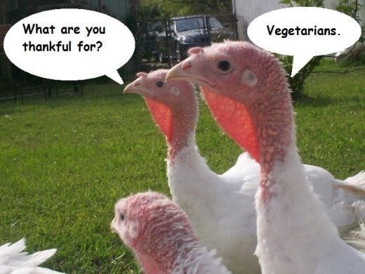 If YOU were a Turkey on Thanksgiving what would you do to prevent yourself from being human food?