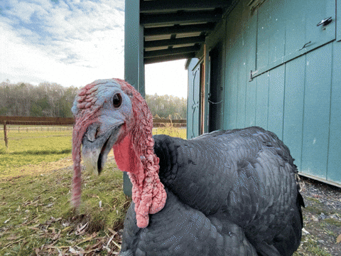 If YOU were a Turkey on Thanksgiving what would you do to prevent yourself from being human food?