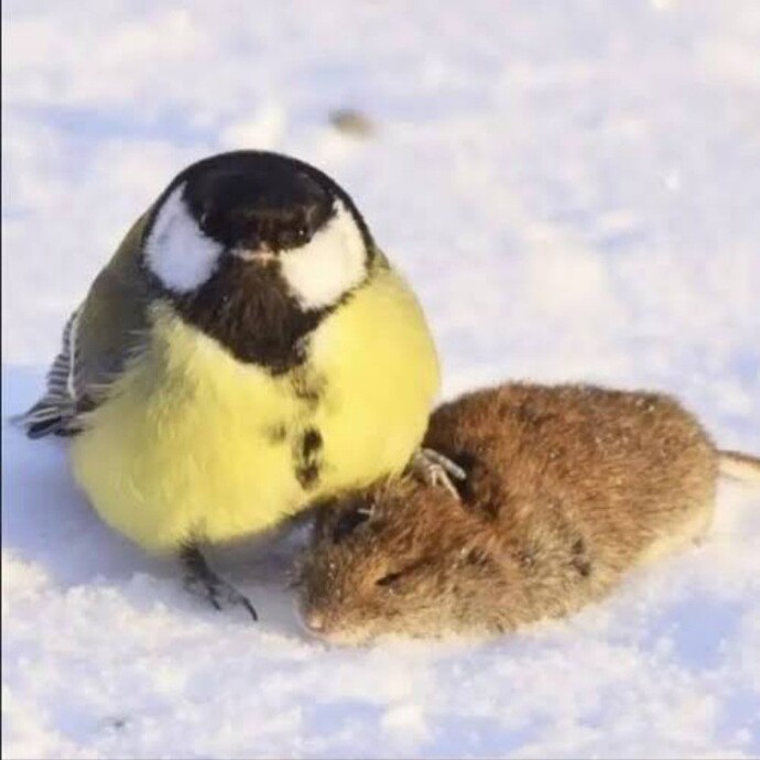 Is Woodstock a great tit?