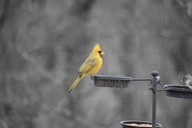 Is Woodstock a great tit?
