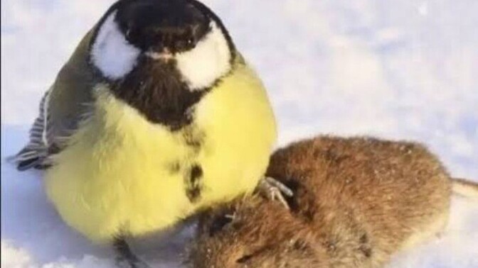 Is Woodstock a great tit?