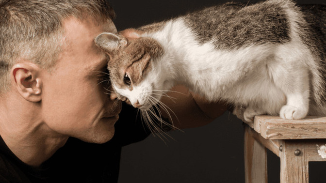 Would you rather have a human companion or a cat?