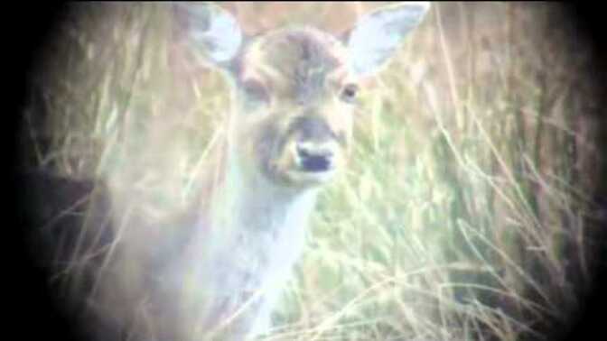 Would you ever go hunting?