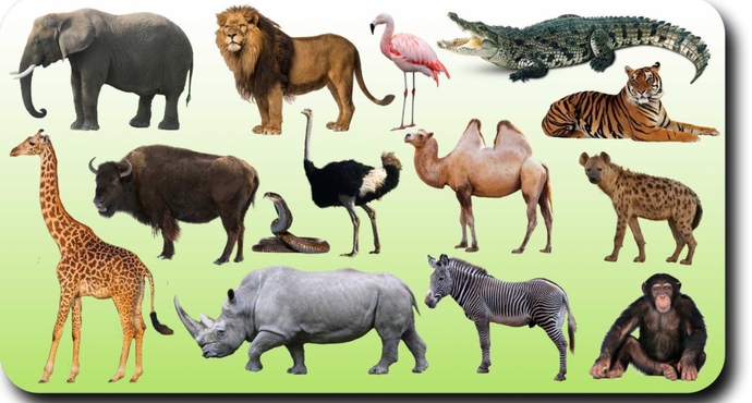 What wild animal would you have as a pet?