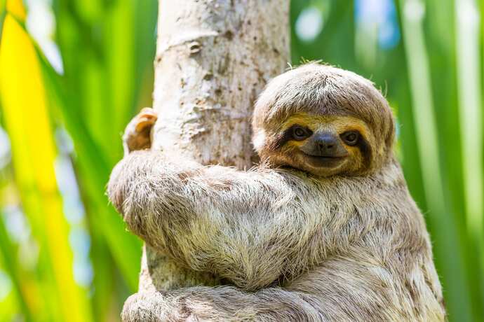 What wild animal would you have as a pet?