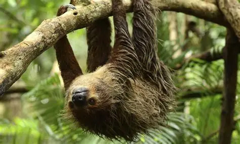 What wild animal would you have as a pet?