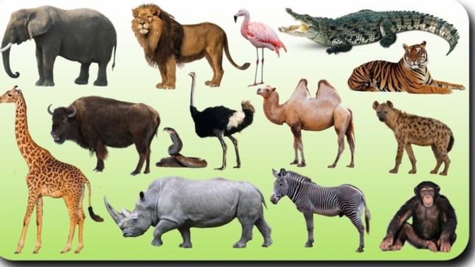 What wild animal would you have as a pet?