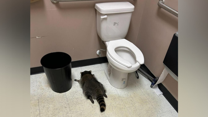 Even the Racoons have let go and binging on alcohol in this economy. How sad are you for him?
