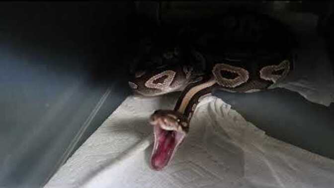 Have you ever heard a snake fart?