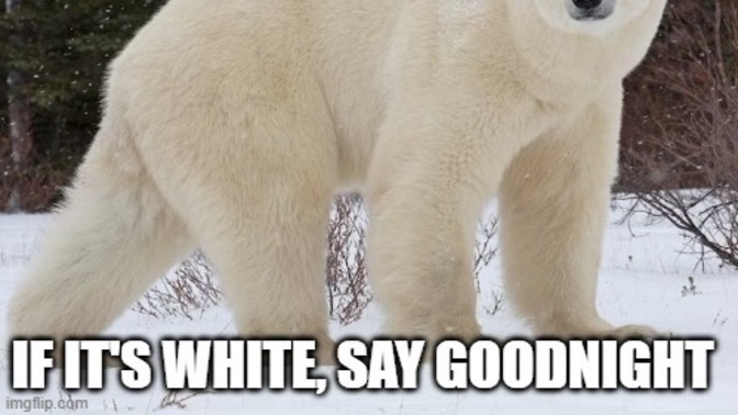 Which animal would you be most afraid to run into in the wild?