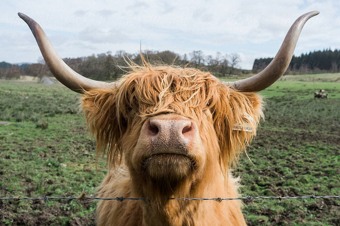 Not the actual cow we petted