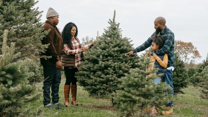 Have you ever cut down your own Christmas Tree?