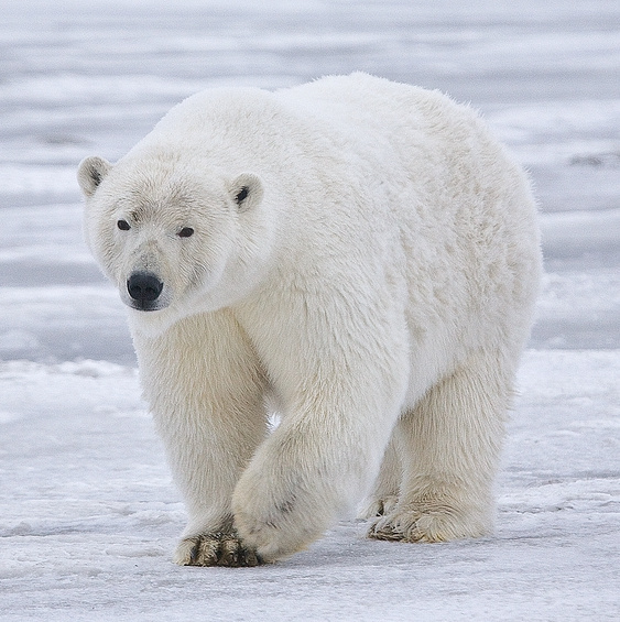 What would be scarier, being in a cage with great white sharks or polar bears outside?