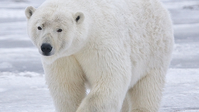 What would be scarier, being in a cage with great white sharks or polar bears outside?