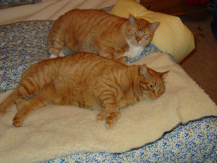 Do you give to CHARITIES?