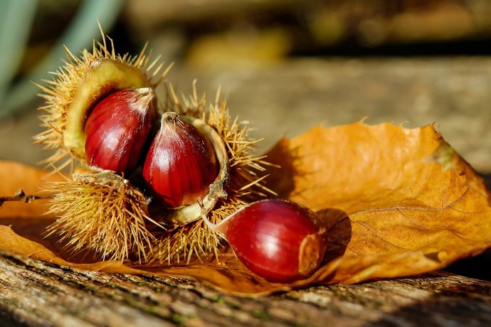Ever roast chestnuts on an open fire?