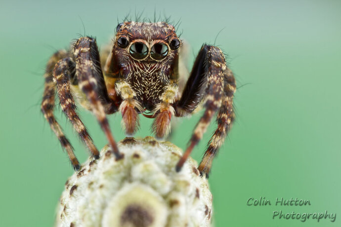 Do you ever have any unwelcome visitors in your home?