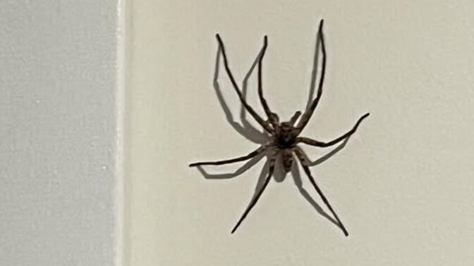 Do you ever have any unwelcome visitors in your home?