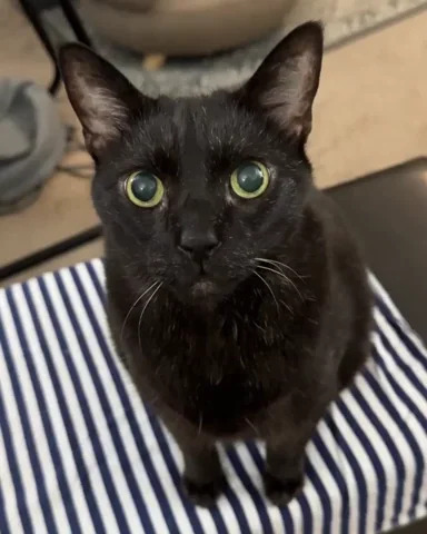 If you were a cat and just got scolded for scratching the furniture by your owner what would you do in response?