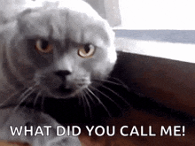 If you were a cat and just got scolded for scratching the furniture by your owner what would you do in response?