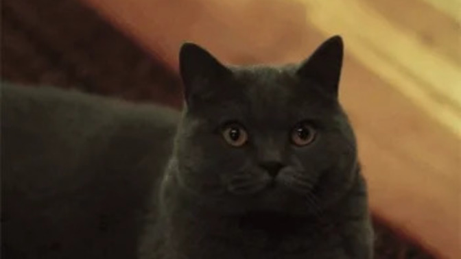 If you were a cat and just got scolded for scratching the furniture by your owner what would you do in response?