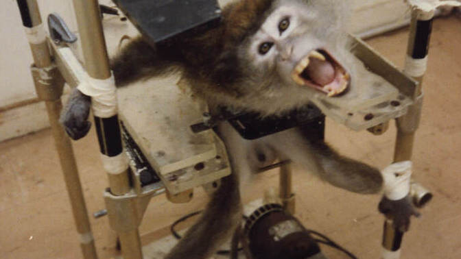 Do you support the changes in animal testing at NIH?